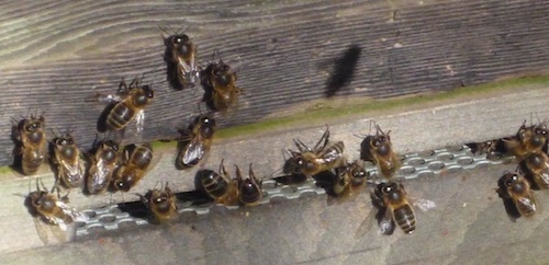 bees at Glenstal Abbey