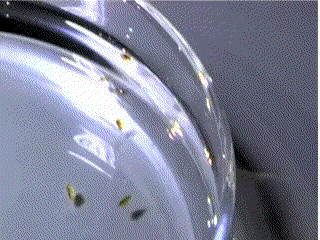 Daphnia in Petri-dish